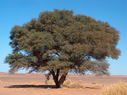 The_Libyan__Sahara_68.jpg